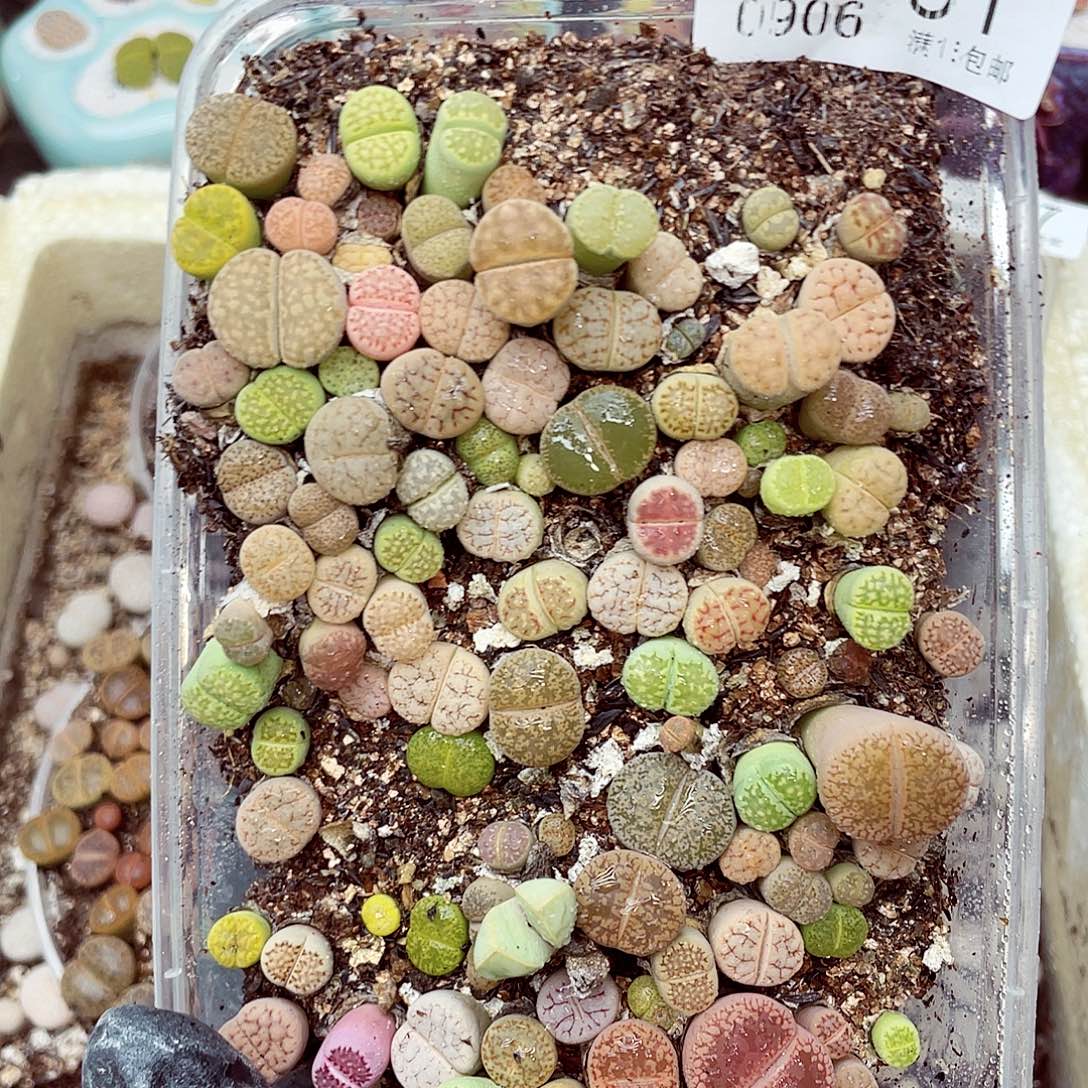 生石花18包邮0906-61