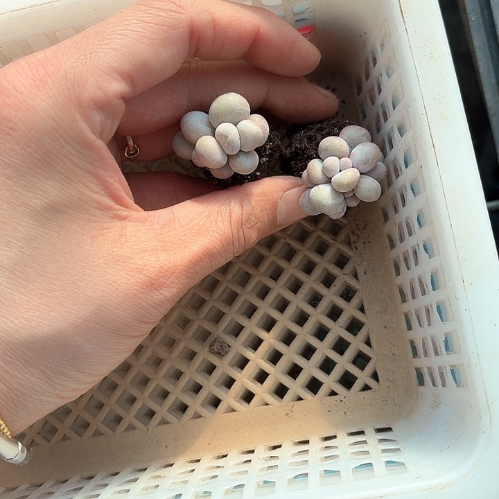 丶*x h z x g f d y uu 229