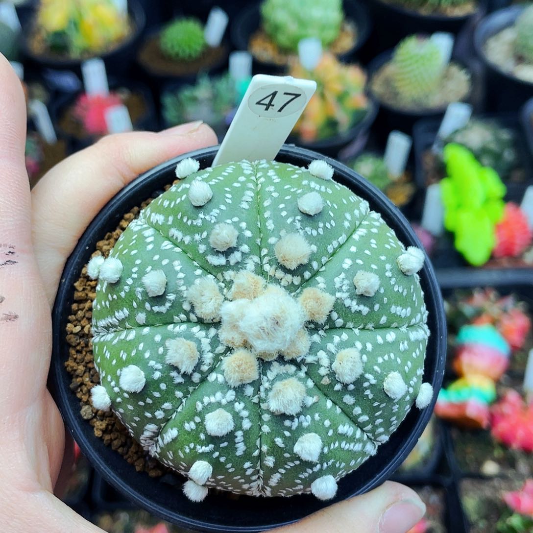 非偏远地区满25包邮仙人球