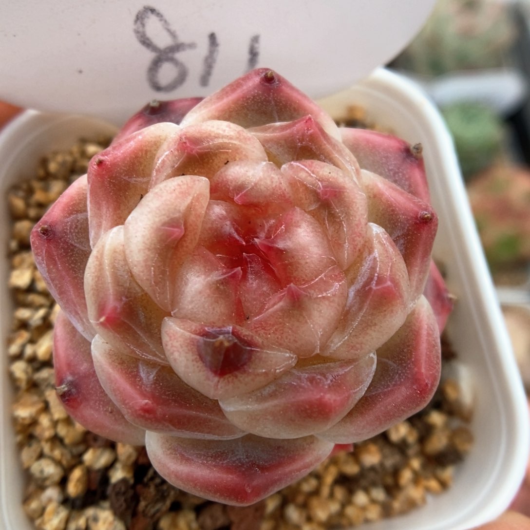 糖心冰魄可拍811号。      