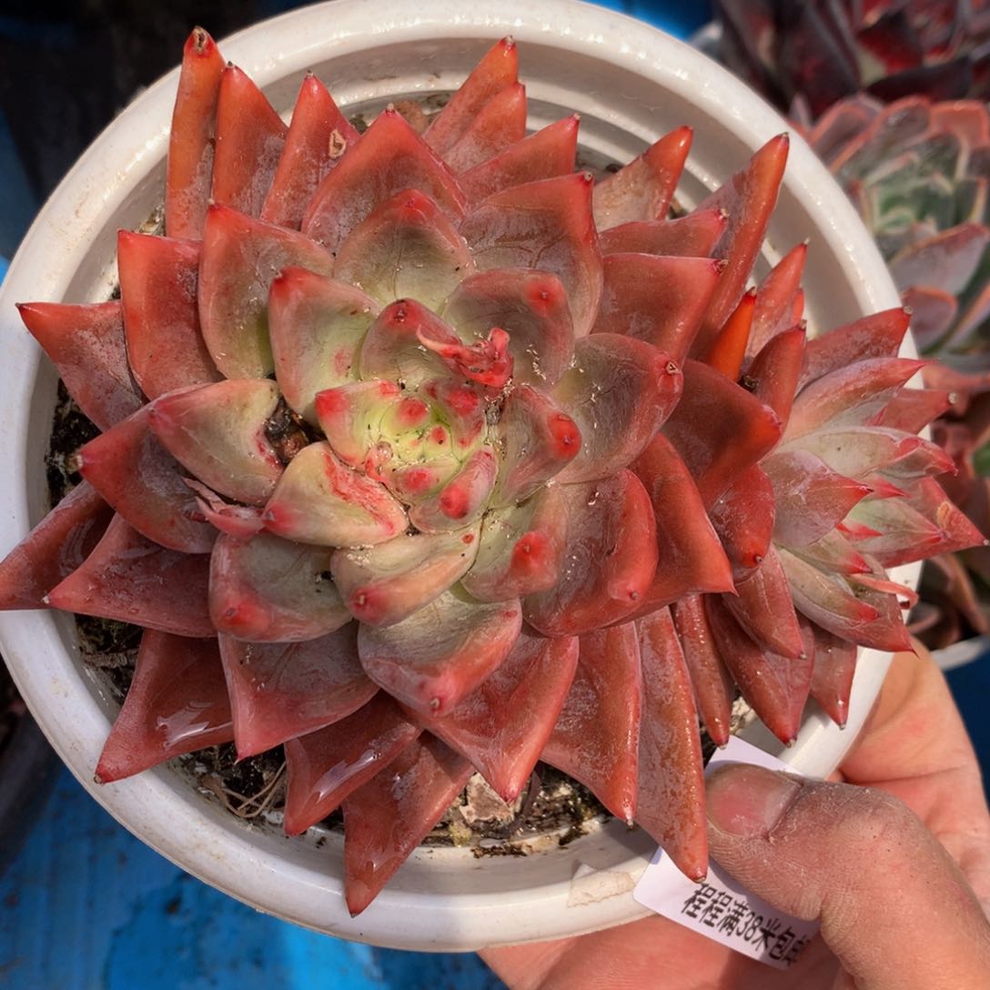 独*圣徒30017多肉