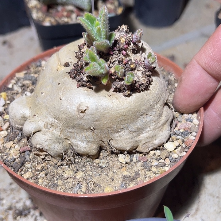 满38包邮2天凑单，脱土晾根发货多肉植物断崖