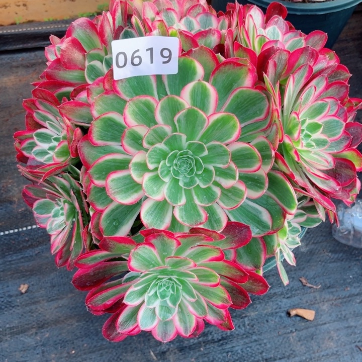 超大孔雀翎多肉发货