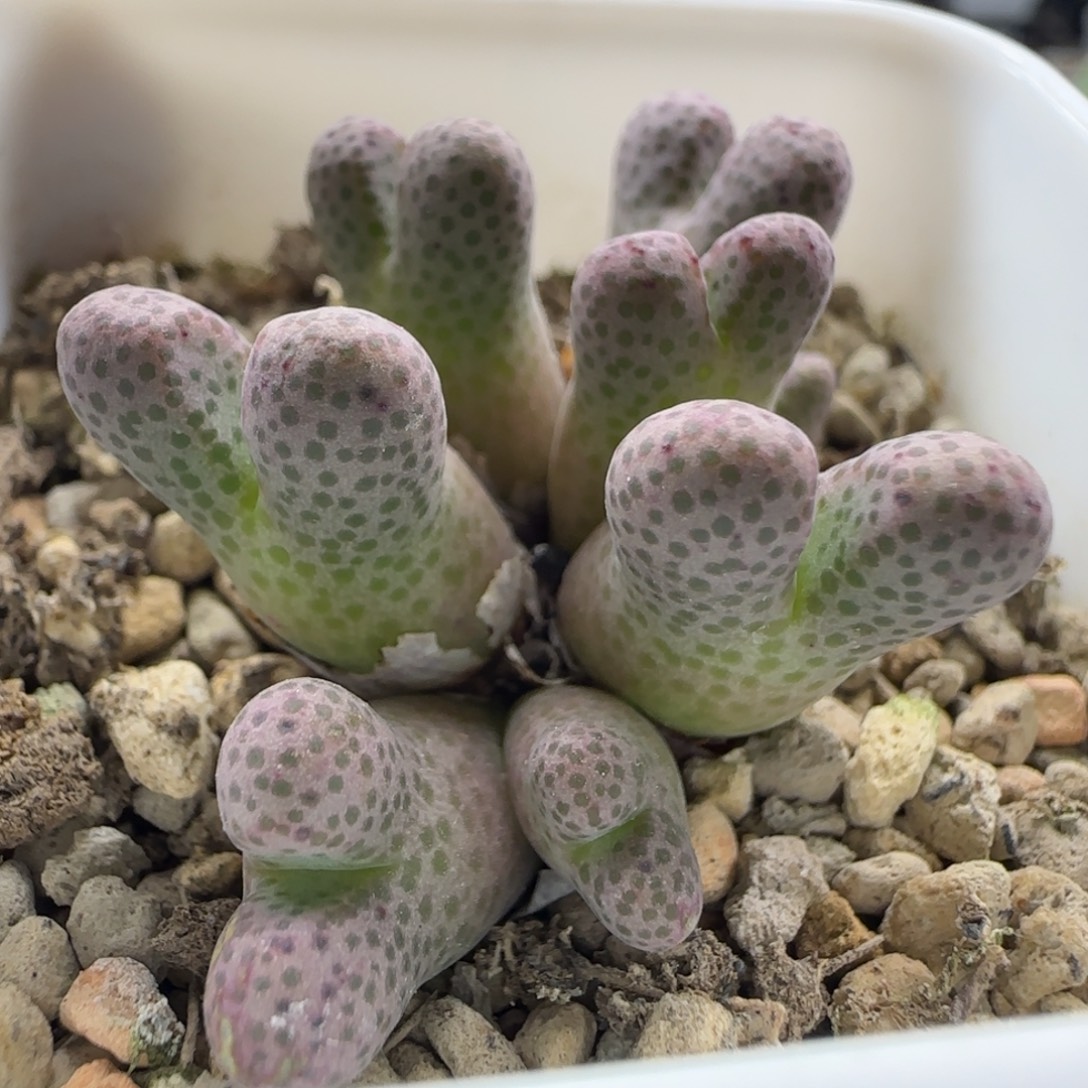 12-12下午场1-4双十二八折福利日系大型梅花鹿斑马8头脱土