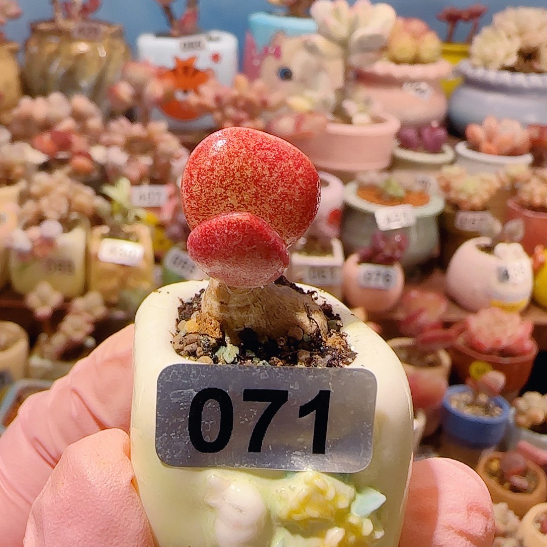 绛***紫T老桩厚叶红舒提盆口2.5cm