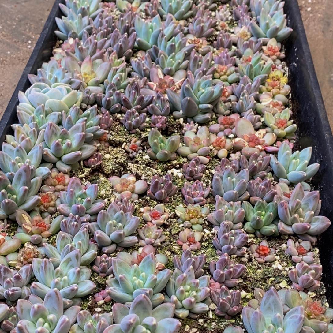 ∮506多肉植物保护研究所所长助理研究员