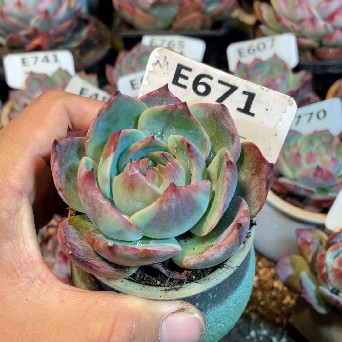 惊鸿一瞥671号多肉