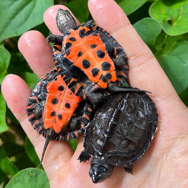 纯种黑颈龟红腹黑背广西韶关黑颈高颜值冷水水陆小草龟好养活体