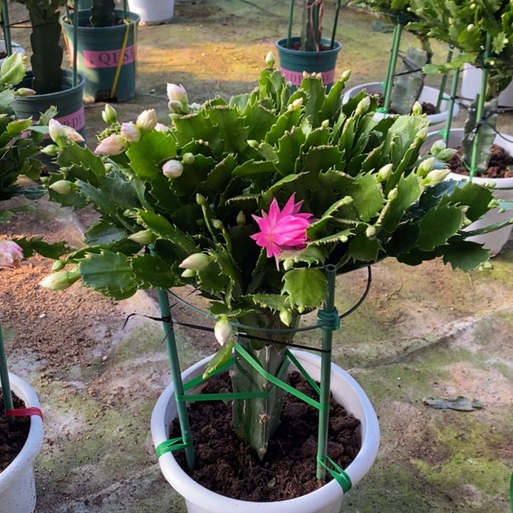 当前无花栽培后可以开花?***朵301嫁接2277