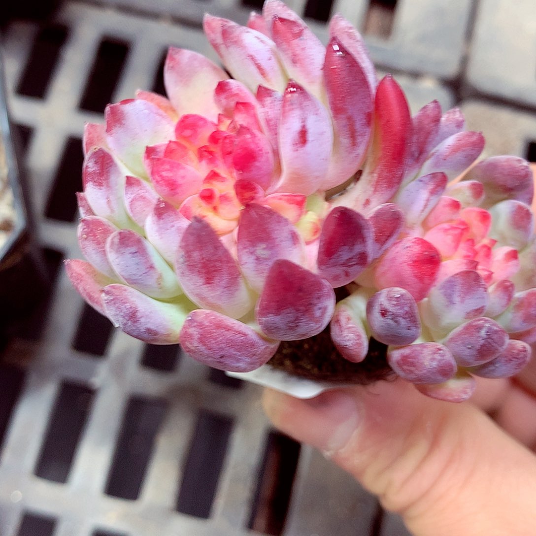 5厘米盆精控多肉859