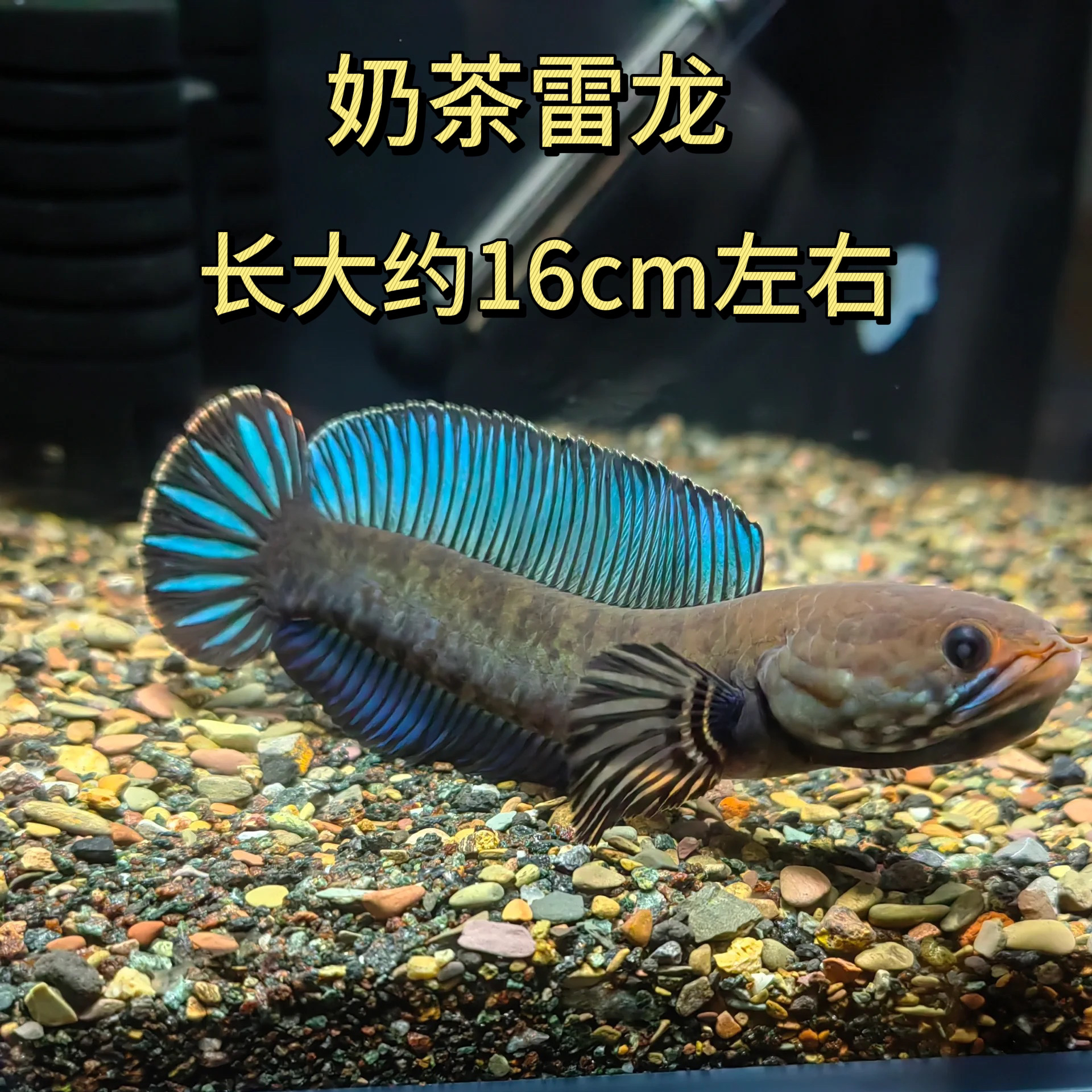 阿萨姆奶茶雷龙雷龙进口热带鱼凶猛互动性追手可训咬缸