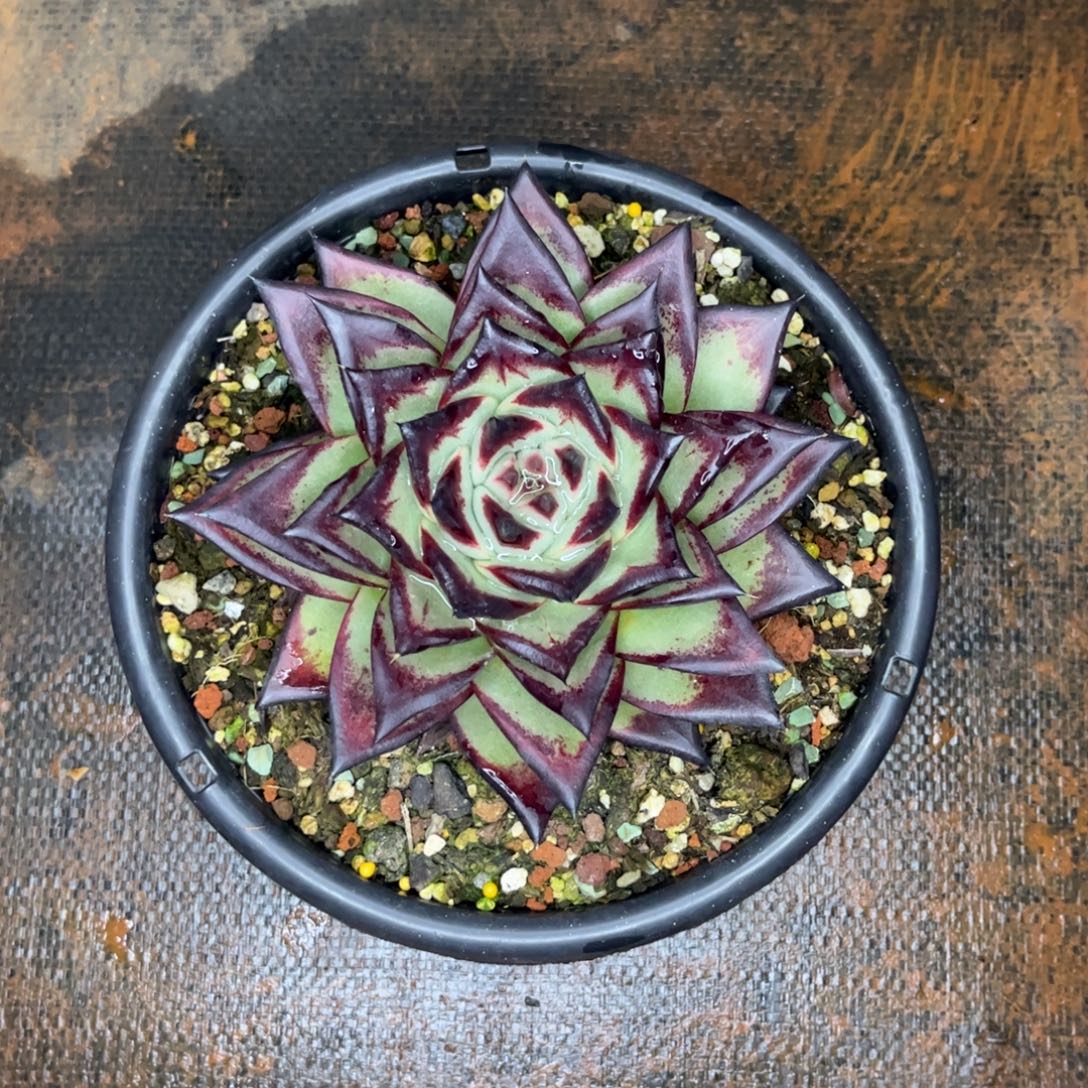 塞***情z先生的多肉保温发