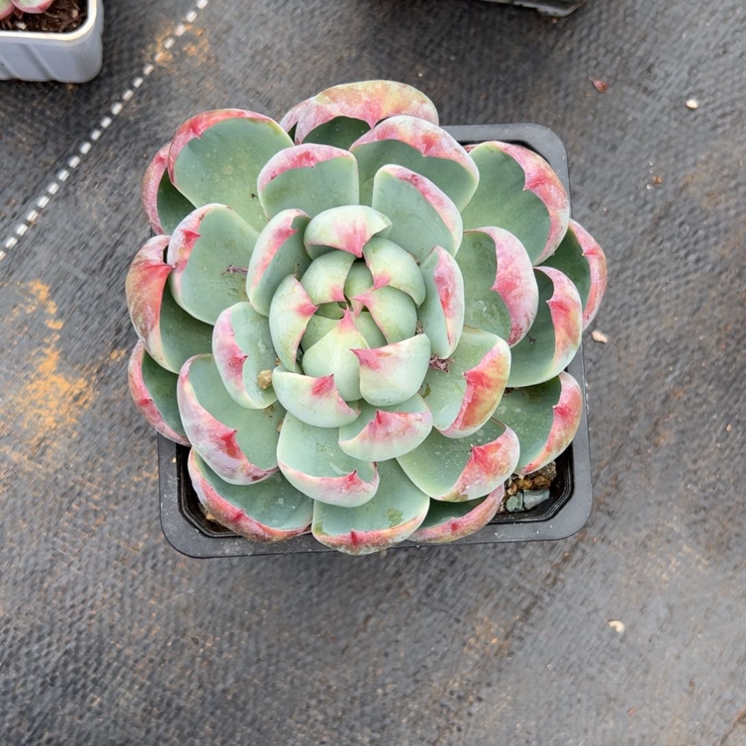 独*多肉植物惊鸿仙子