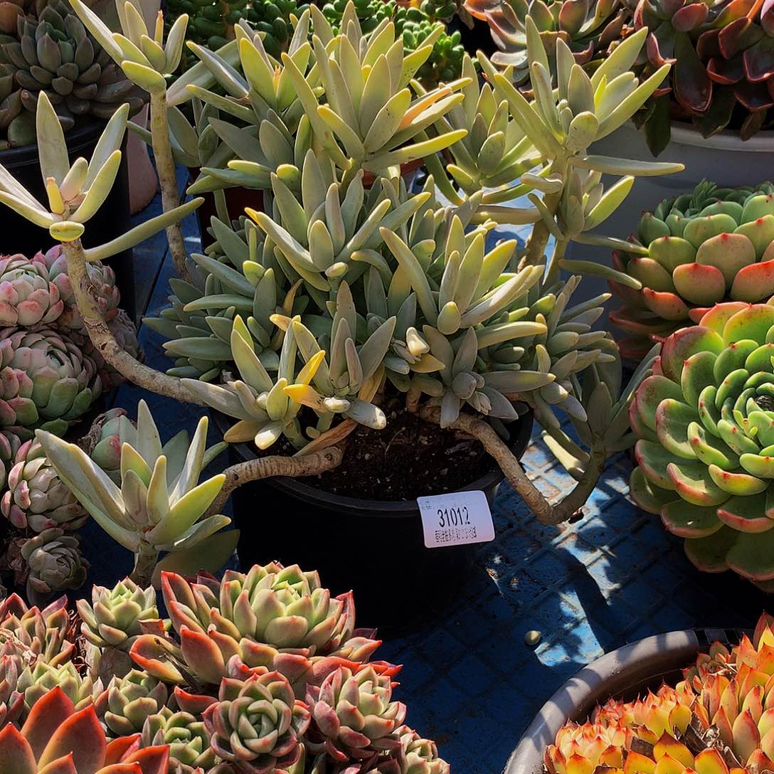 老***哥香煎美人31 012吨肉多肉