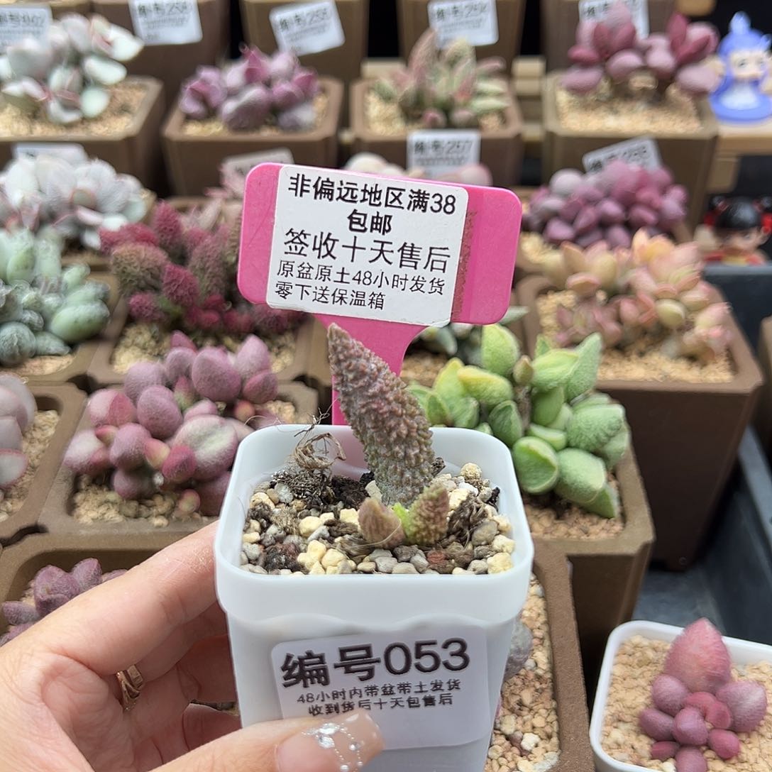 053实生多肉植物
