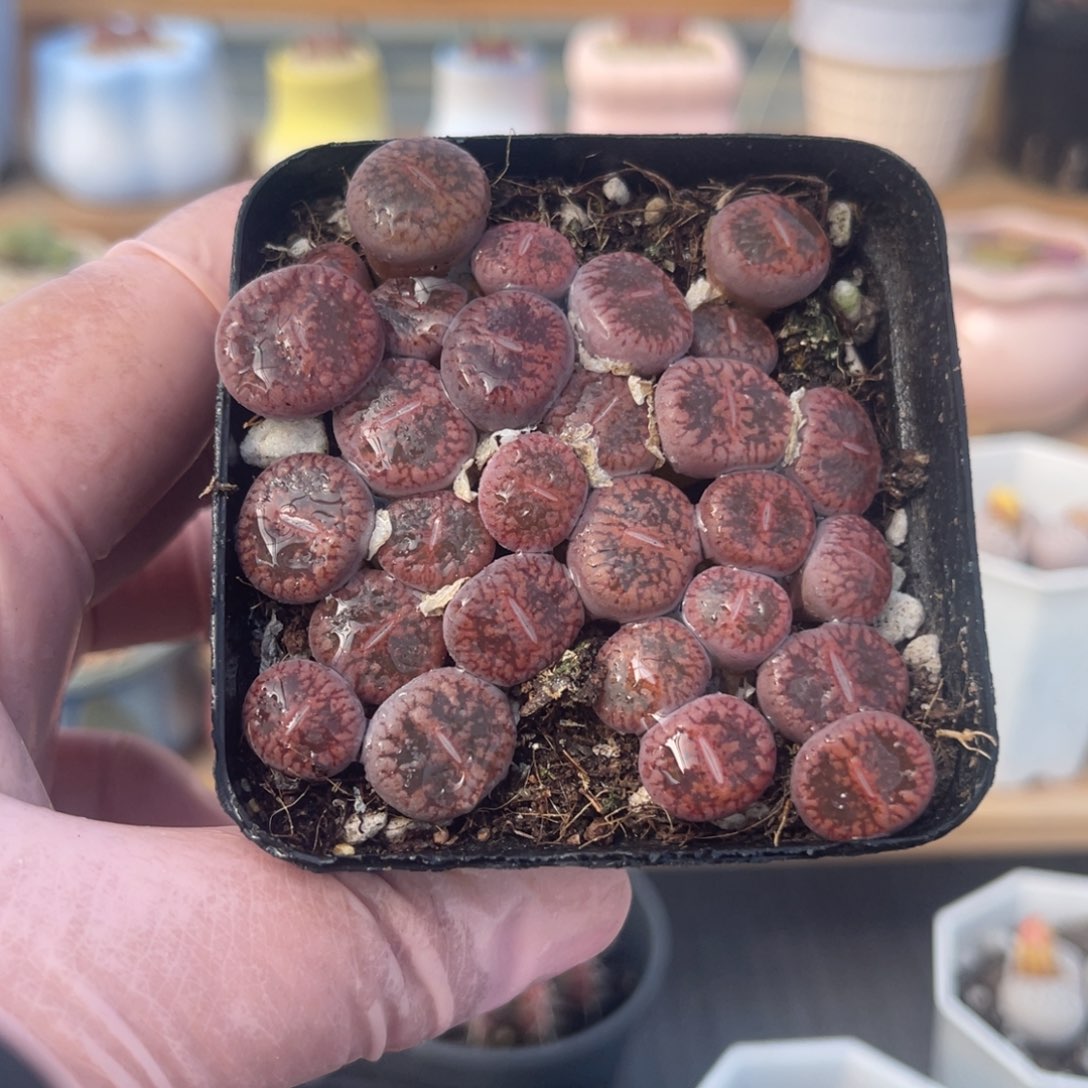 多肉植物一物一拍5