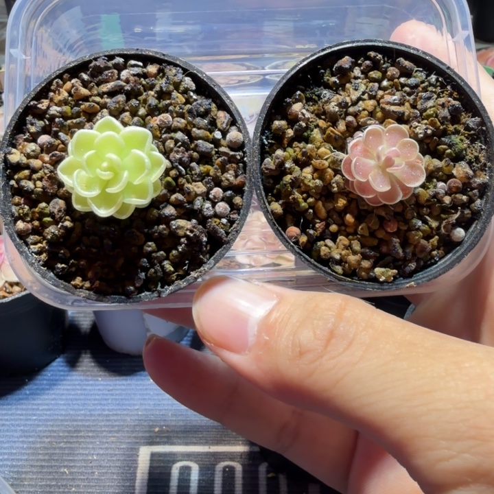 无花朵捕虫堇食虫植物爱丝弗洛里脱土发88042