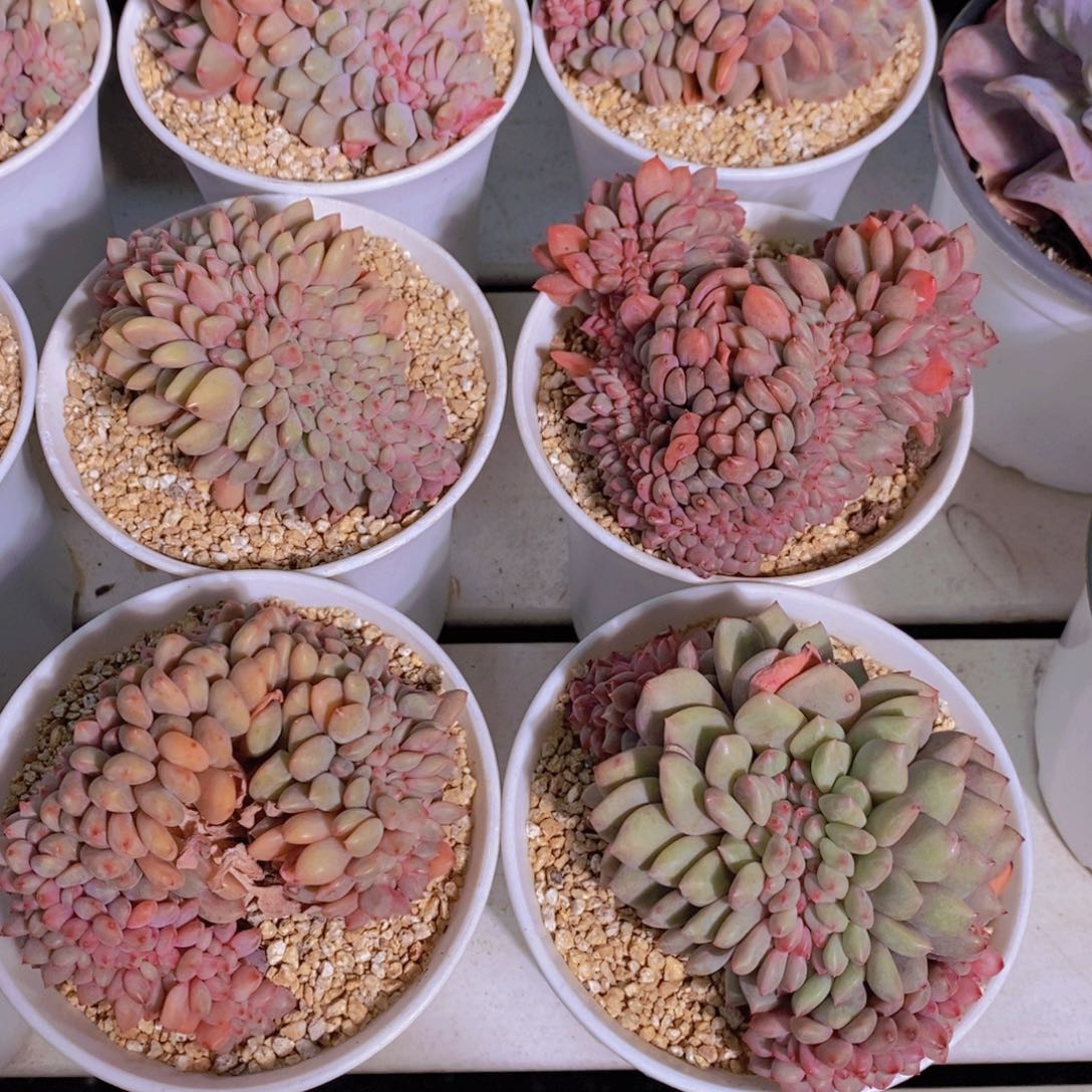 量拍40号 母本凌雪缀化一个