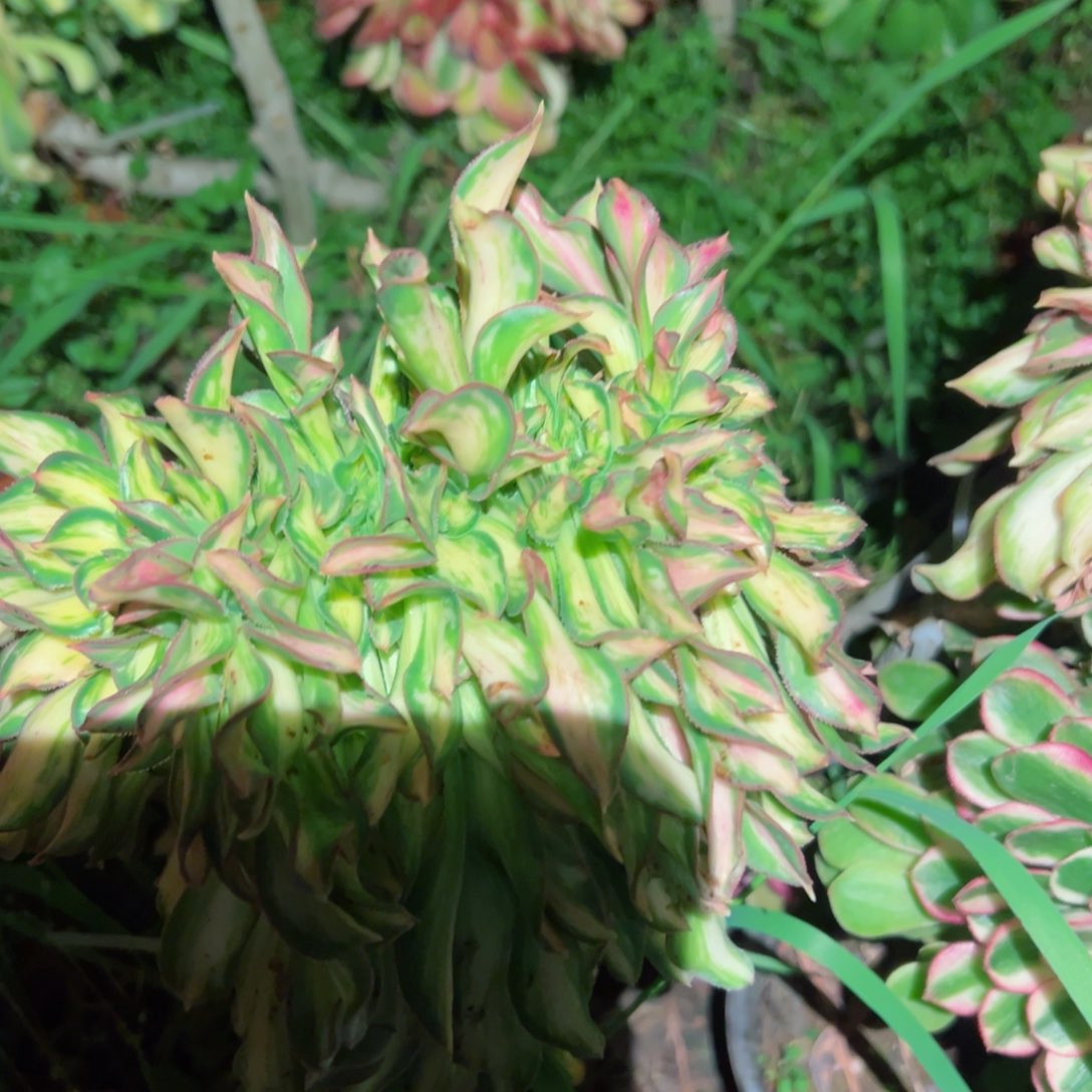 我3135 号多肉植物法师新年福利