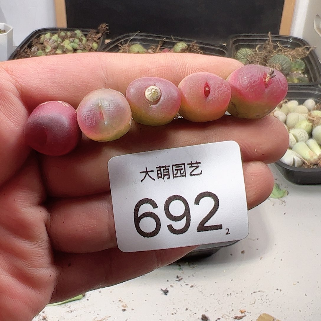 0000692 一物一拍……