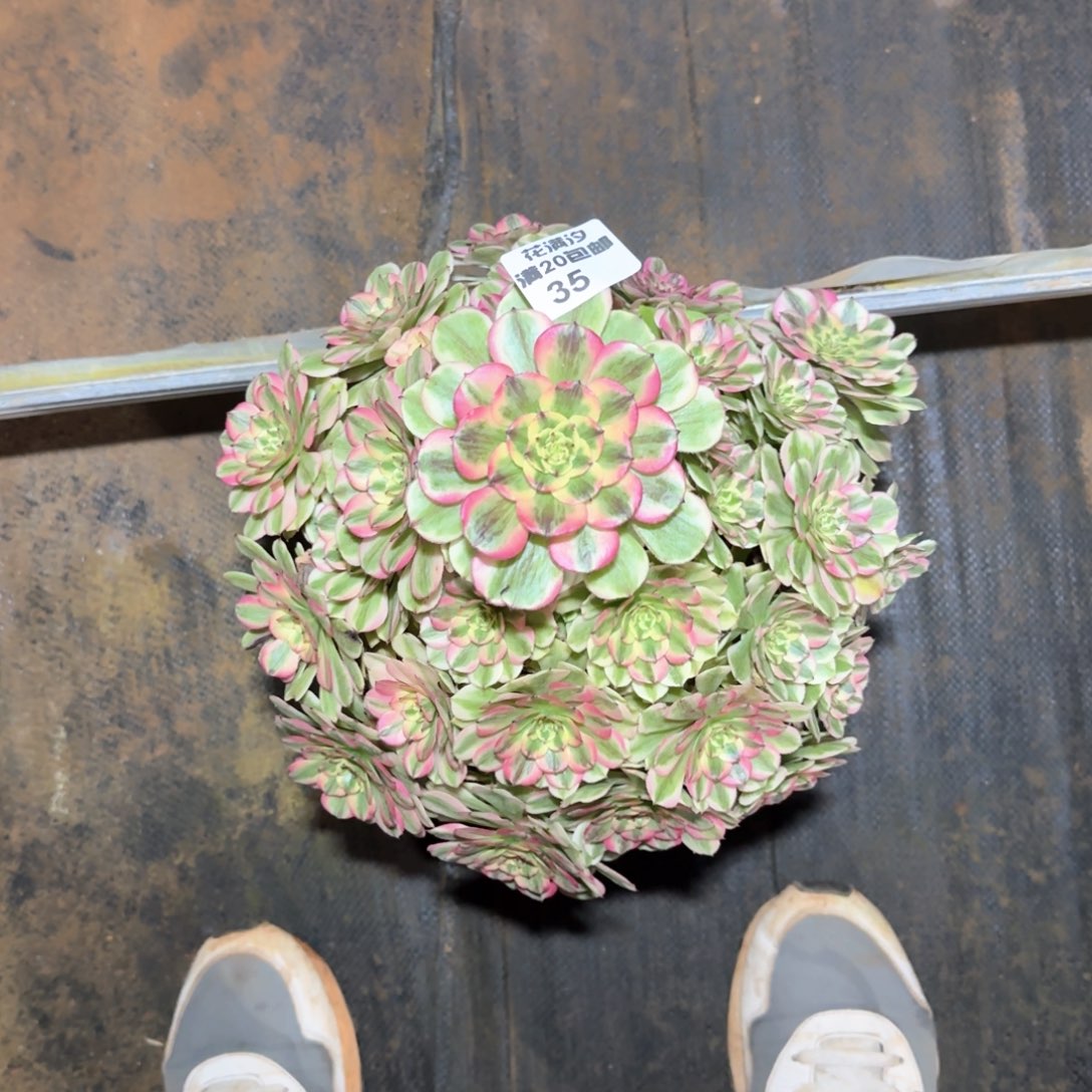 绿绮多肉植物法师35