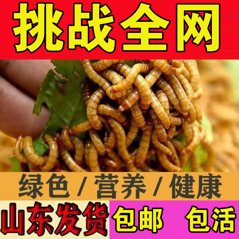 鲜活面包虫小金鱼鹦鹉龙鱼乌龟鸟食宠物饲料乌龟小型黄粉虫龟粮