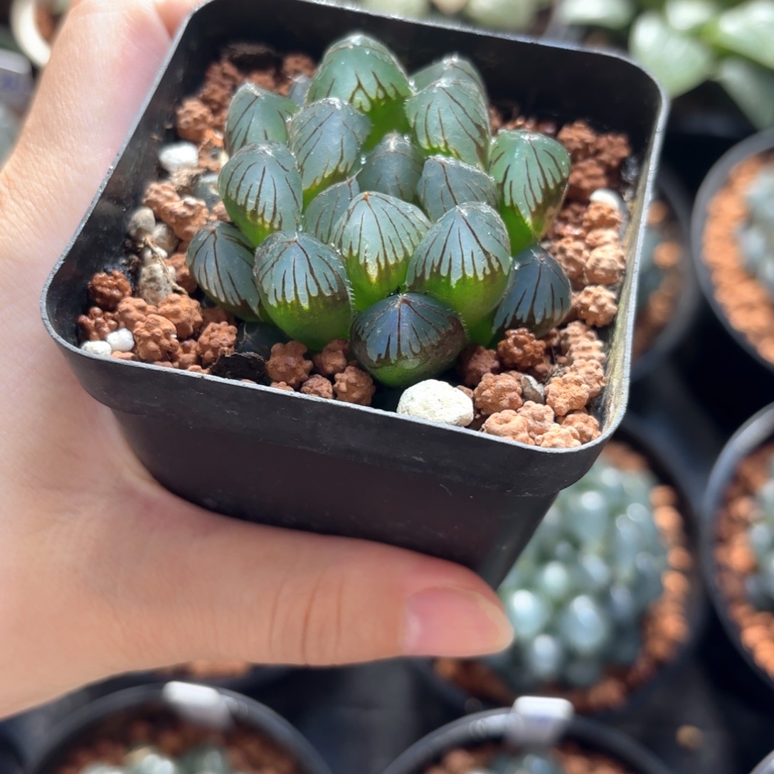 黑姬玉露福利品带盆