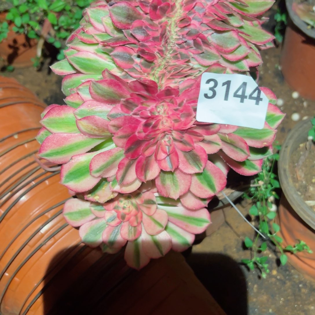 我3144 号多肉法师新年福利