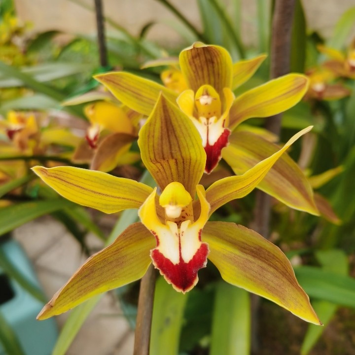 云南原种虎头兰浓香型兰花室内盆栽花卉易养四季可种