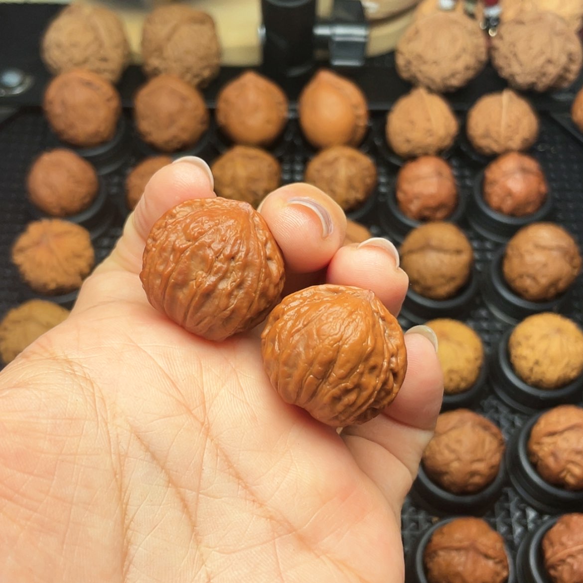 【闪购商品】文玩核桃吊坠小贝壳