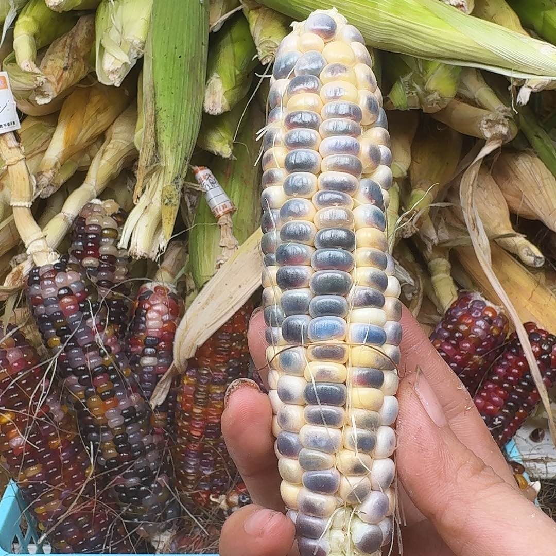 煎****梦之城独家新品梦宝