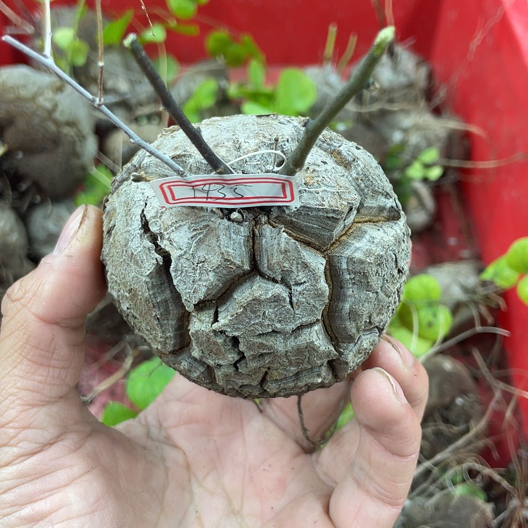 龟甲龙一物一拍1435号7.8cm