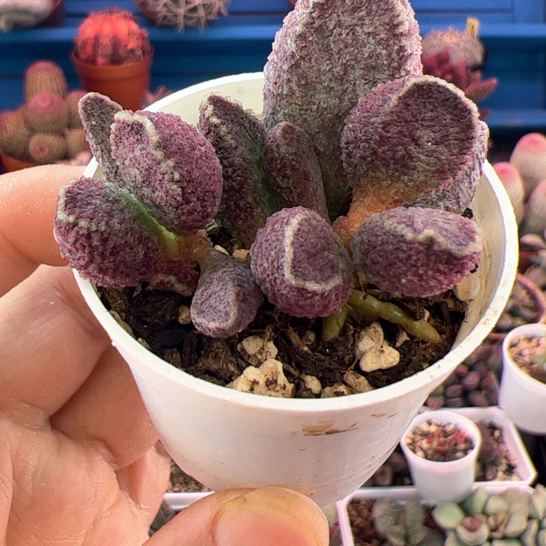 紫水晶。小盆。          