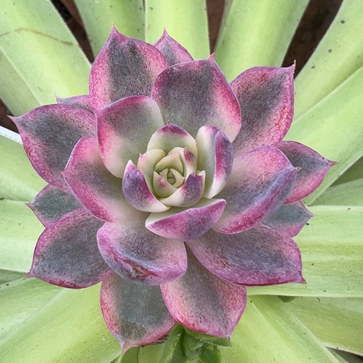 蓝色妖姬锦一物一拍锦龙