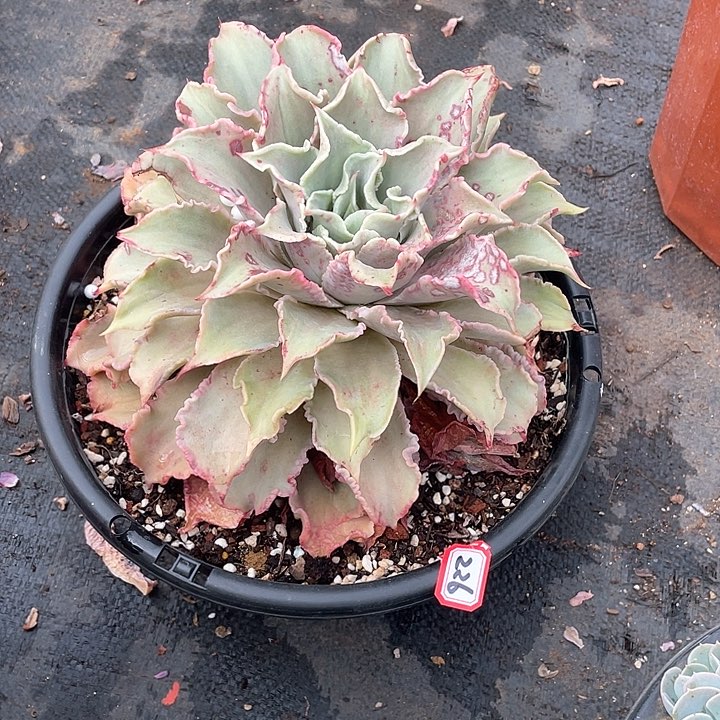 226饺子皮 一物一拍多肉