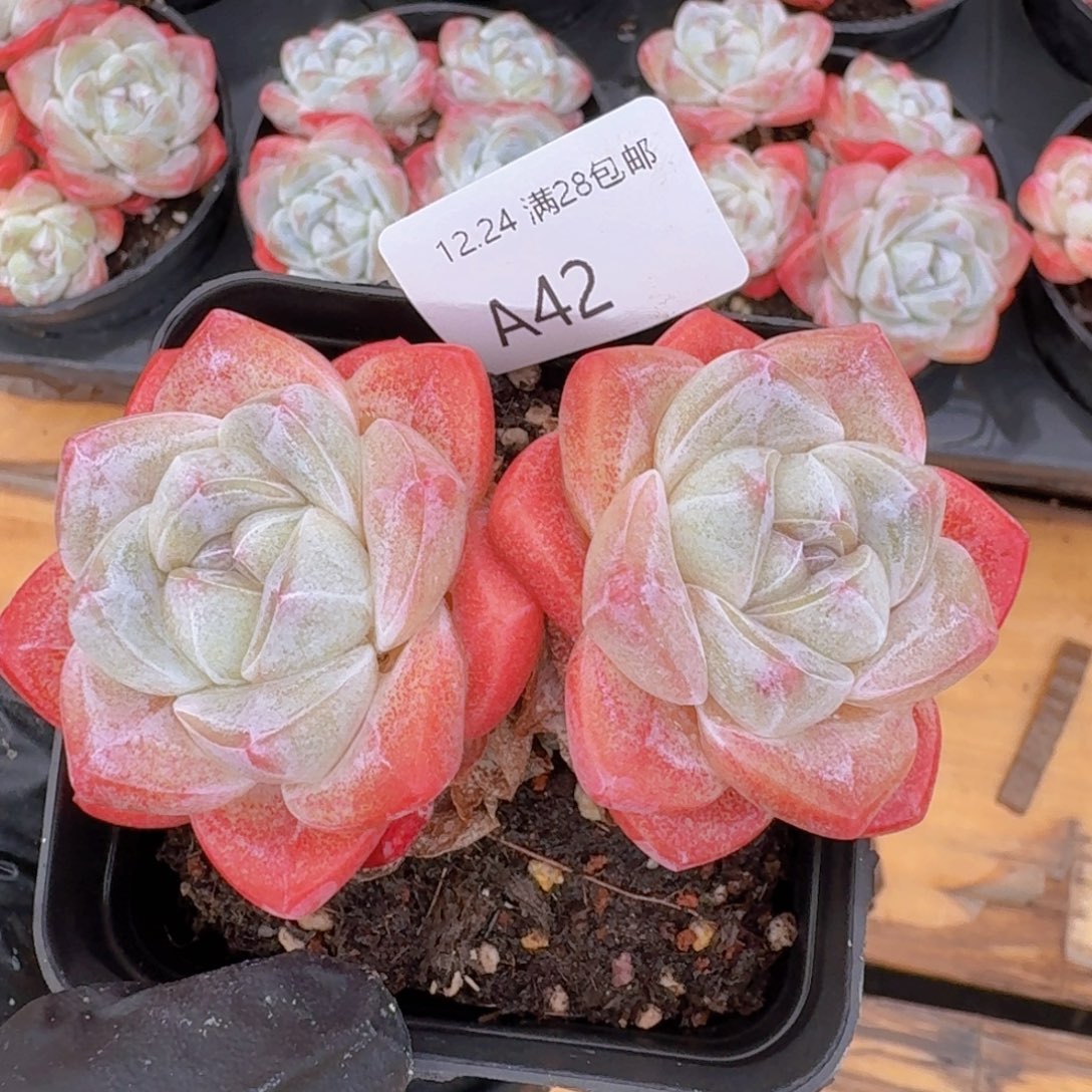 双头一颗脱土发货的