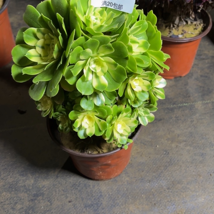 瑞妈，，，。。。。624辛尼亚