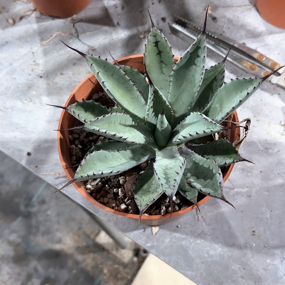 J****龙舌兰曲刺八雷补10