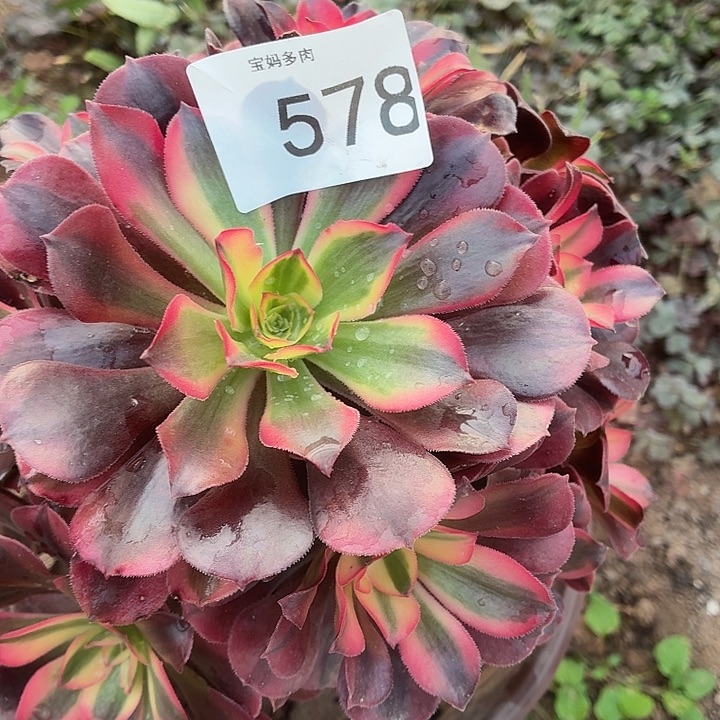 578号一物一拍1颗