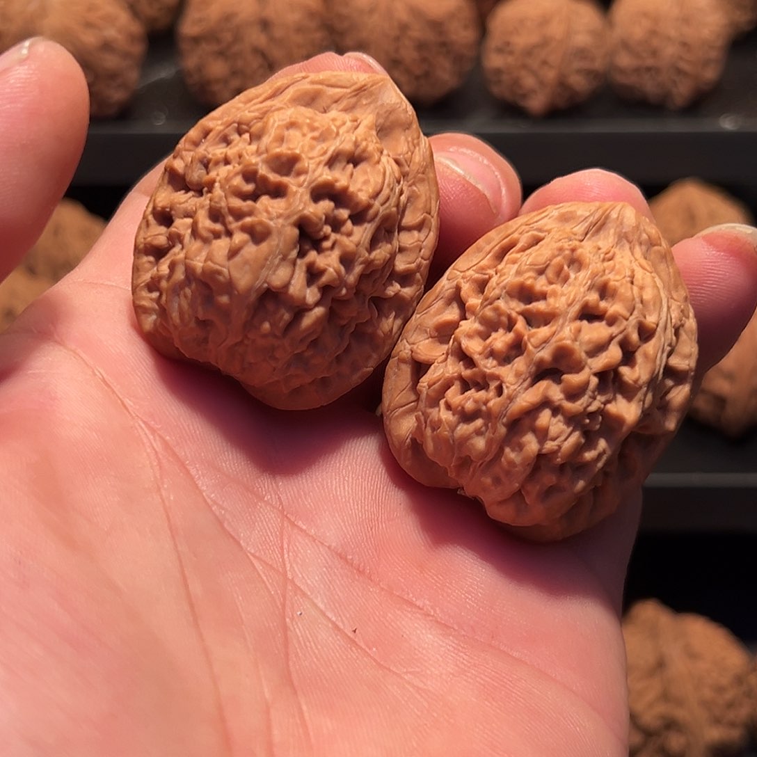 文玩核桃把件蚂蚁王核桃36.5