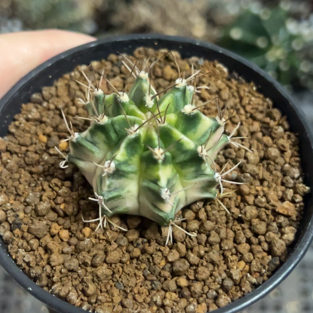 彩色蜡笔侧芽自根带盆土发货13