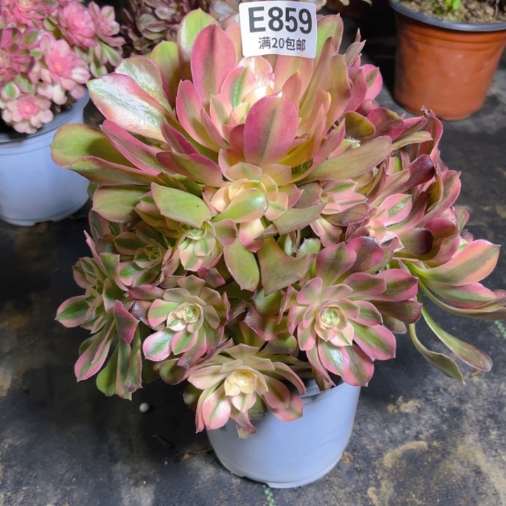 瑞妈一物一拍 859