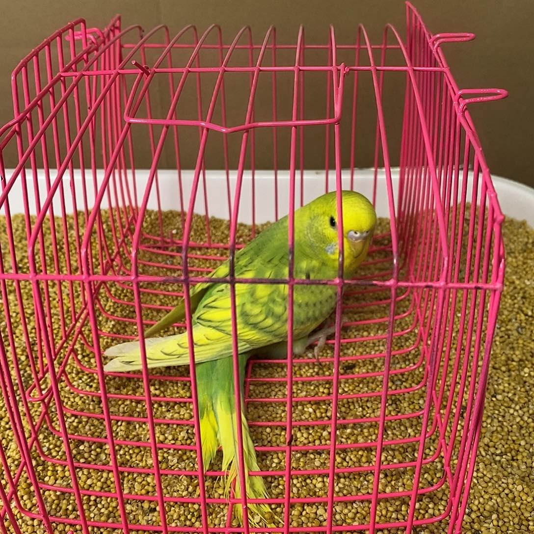 虎皮鹦鹉大头虎皮