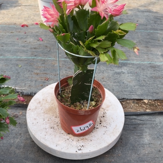 前***锦068蟹爪兰尾号2619