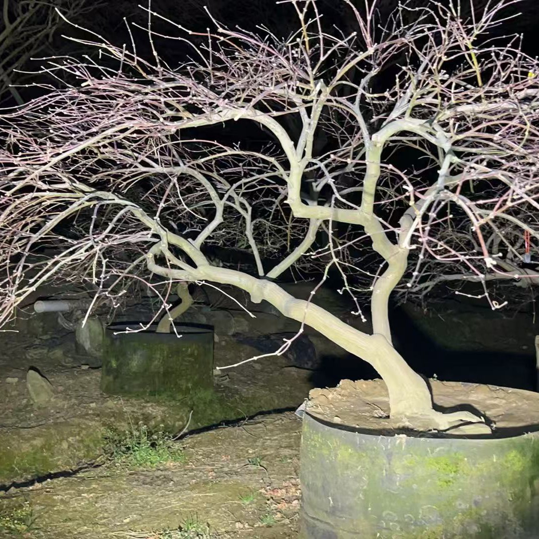 庭院景观稻叶之锤