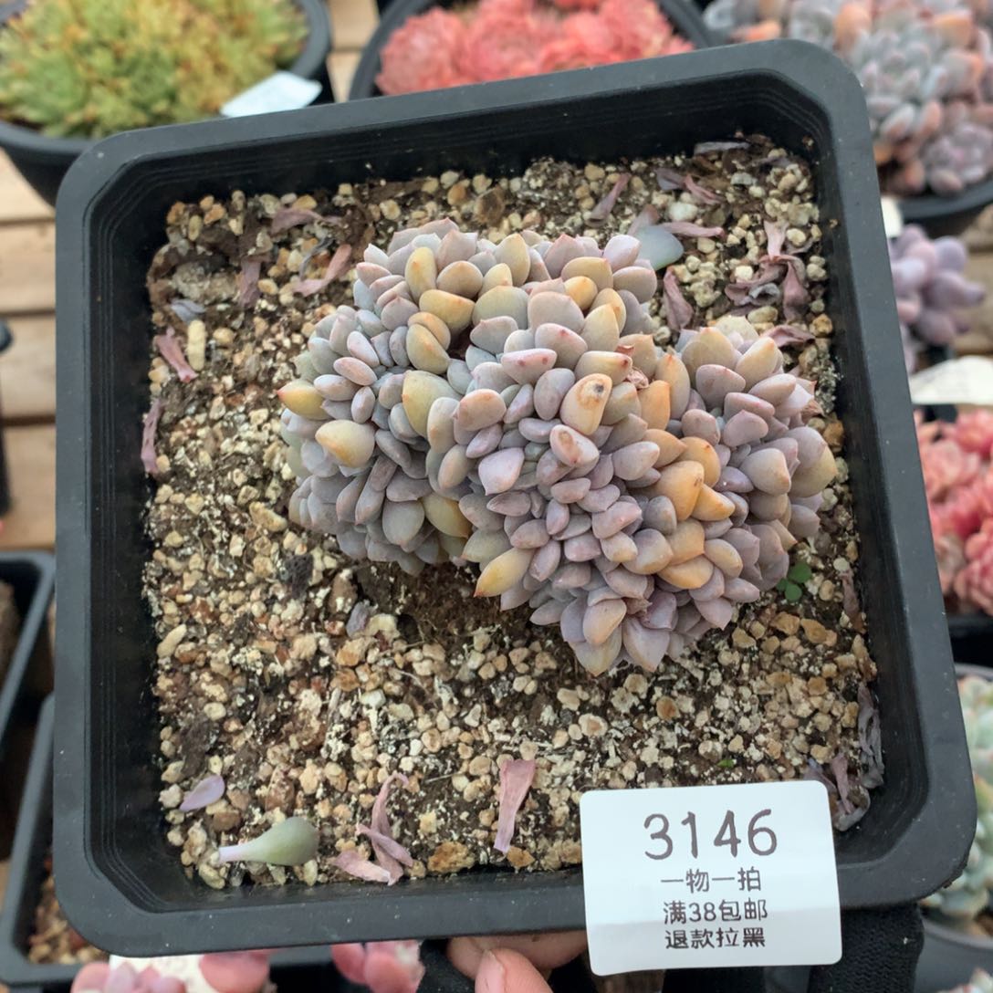 9厘米小树雪精灵缀多肉3146