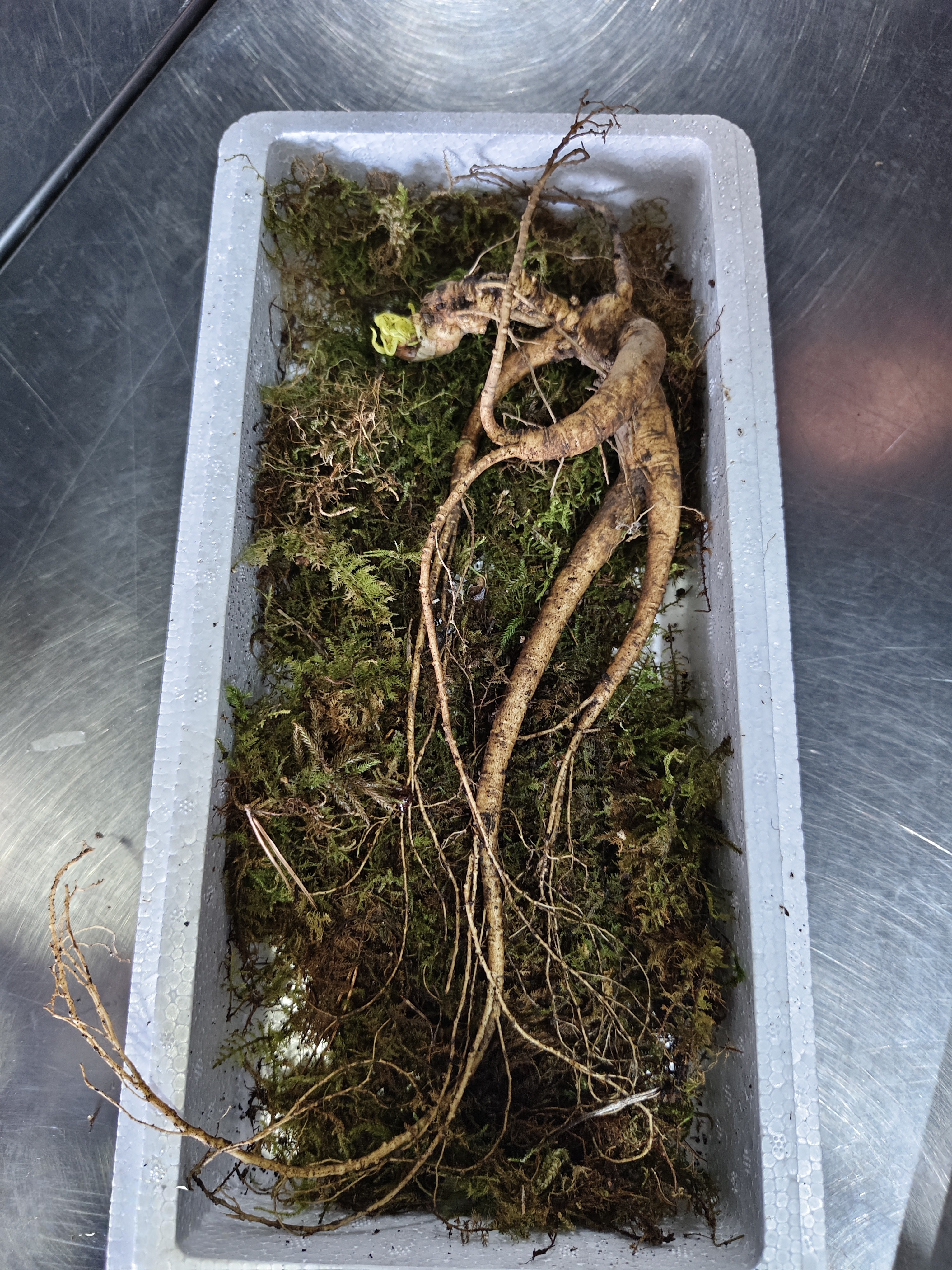 2 新鲜林下参，一物一拍（直播间改价链接）