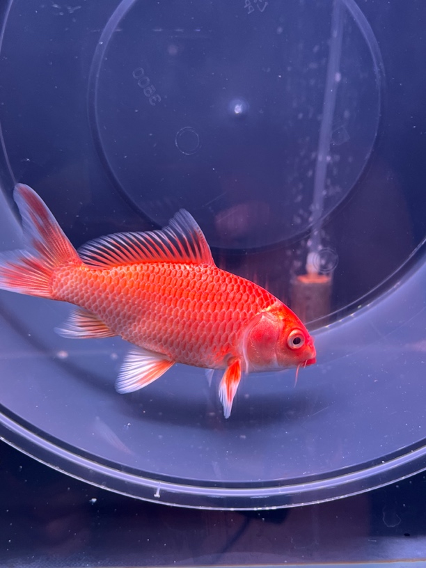 蝴蝶鲤活体冷水观赏鱼