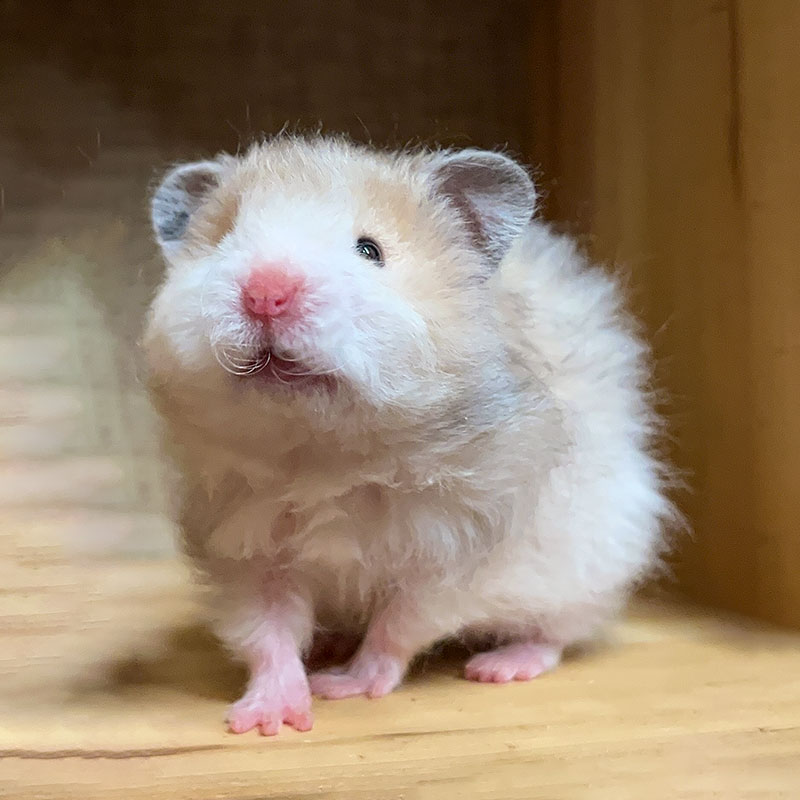 仓鼠可爱仓鼠金丝熊活体健康波利金丝熊