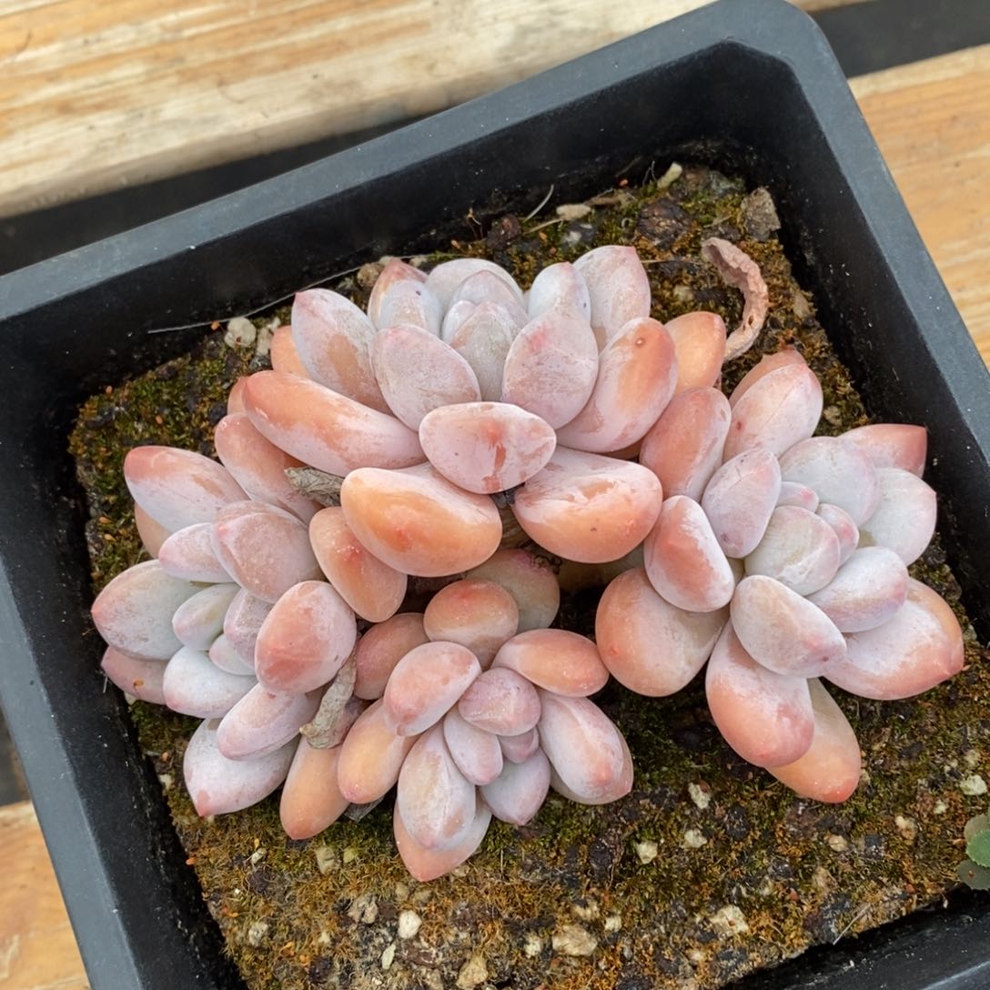 健健康康快快乐乐满38包邮多肉